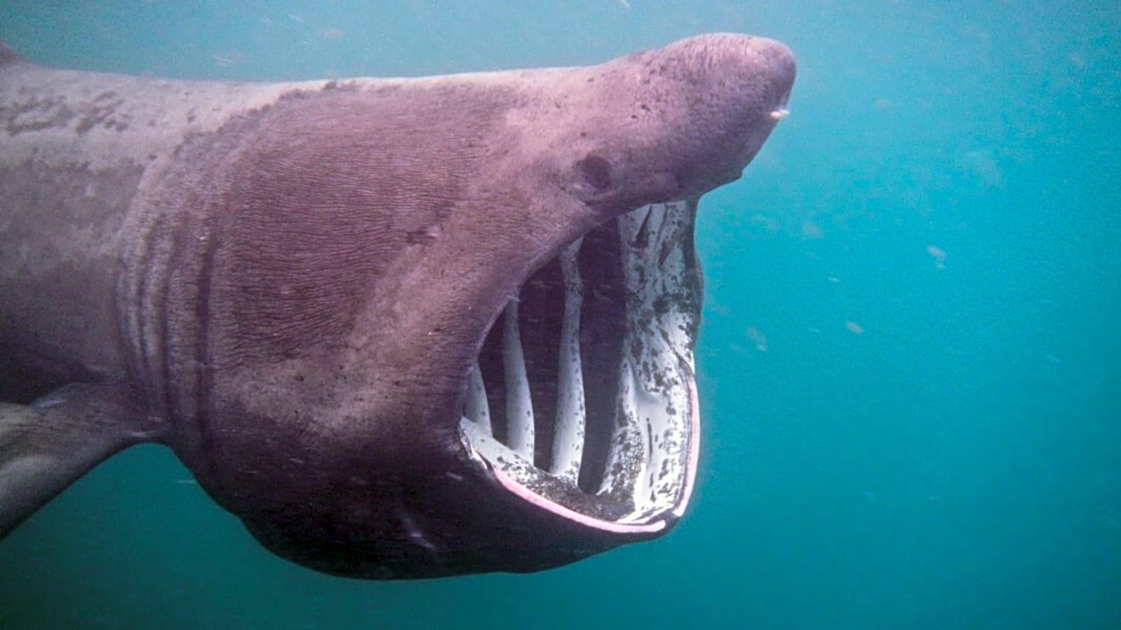 20-Foot Shark Compared to “Jaws” on 50th Anniversary (Video)
