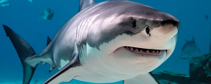 Netflix is trying to kill Shark Week and SharkFest