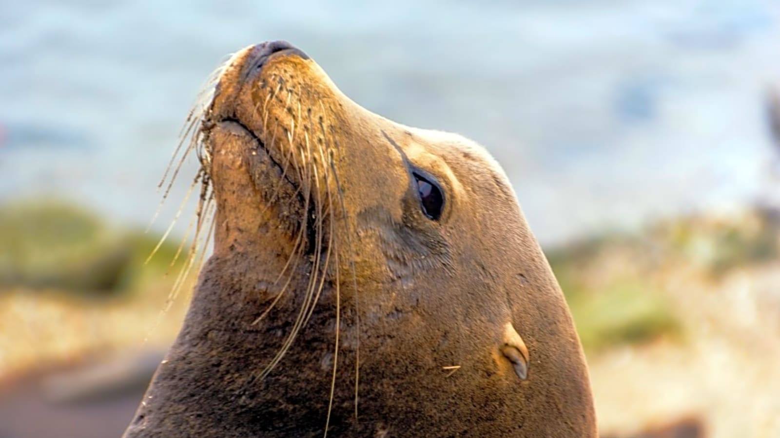 $20,000 Reward for Man Who Decapitated Sea Lion (Video)