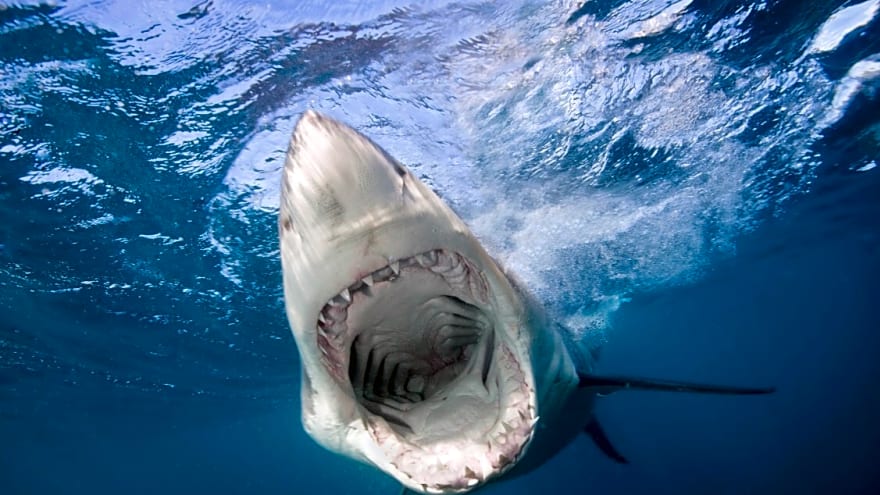 Report: Deadly Shark Attacks Surge at Beaches Popular with Surfers