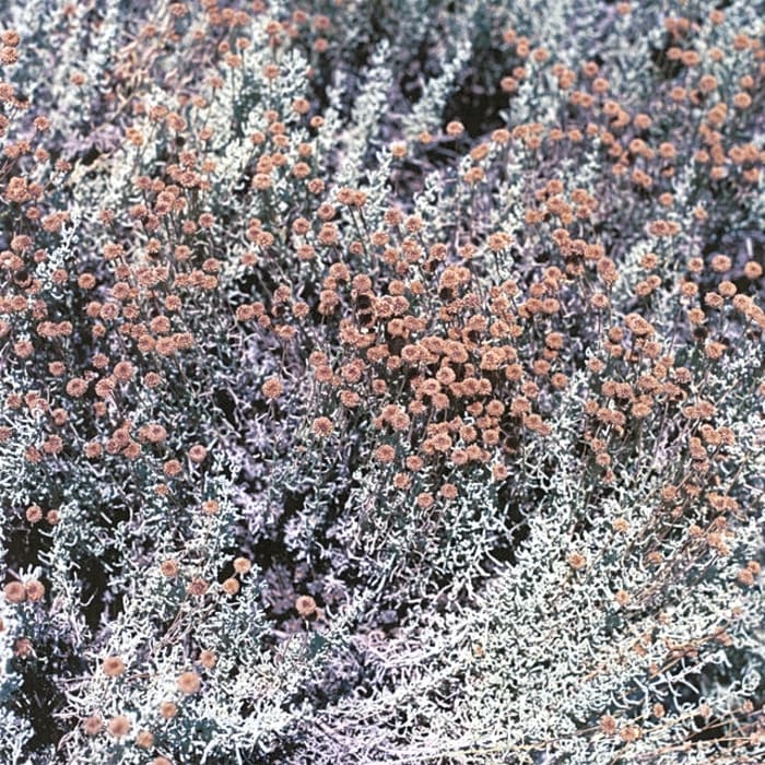 'If I Am Only My Thoughts' by Loving