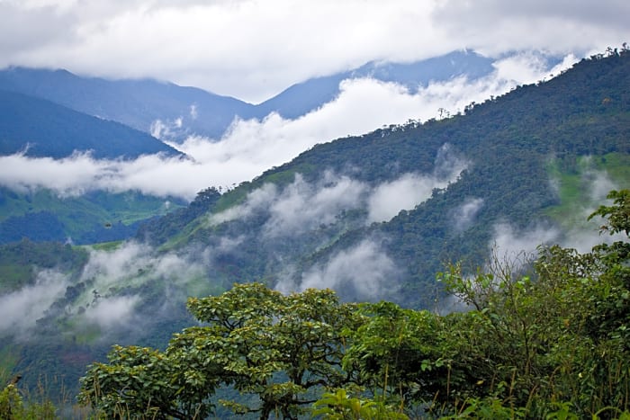 The Cloud Forest, Ecuador