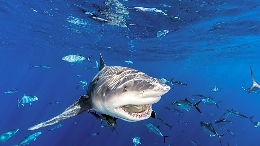 ‘More Sharks Than Ever Before’: Australian Surfers React to Recent Attacks