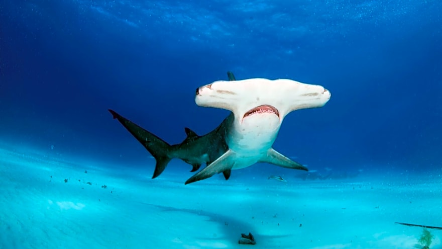 Hammerhead Shark Slams Foil Surfer then Circles Him in Terrifying Standoff (Video)
