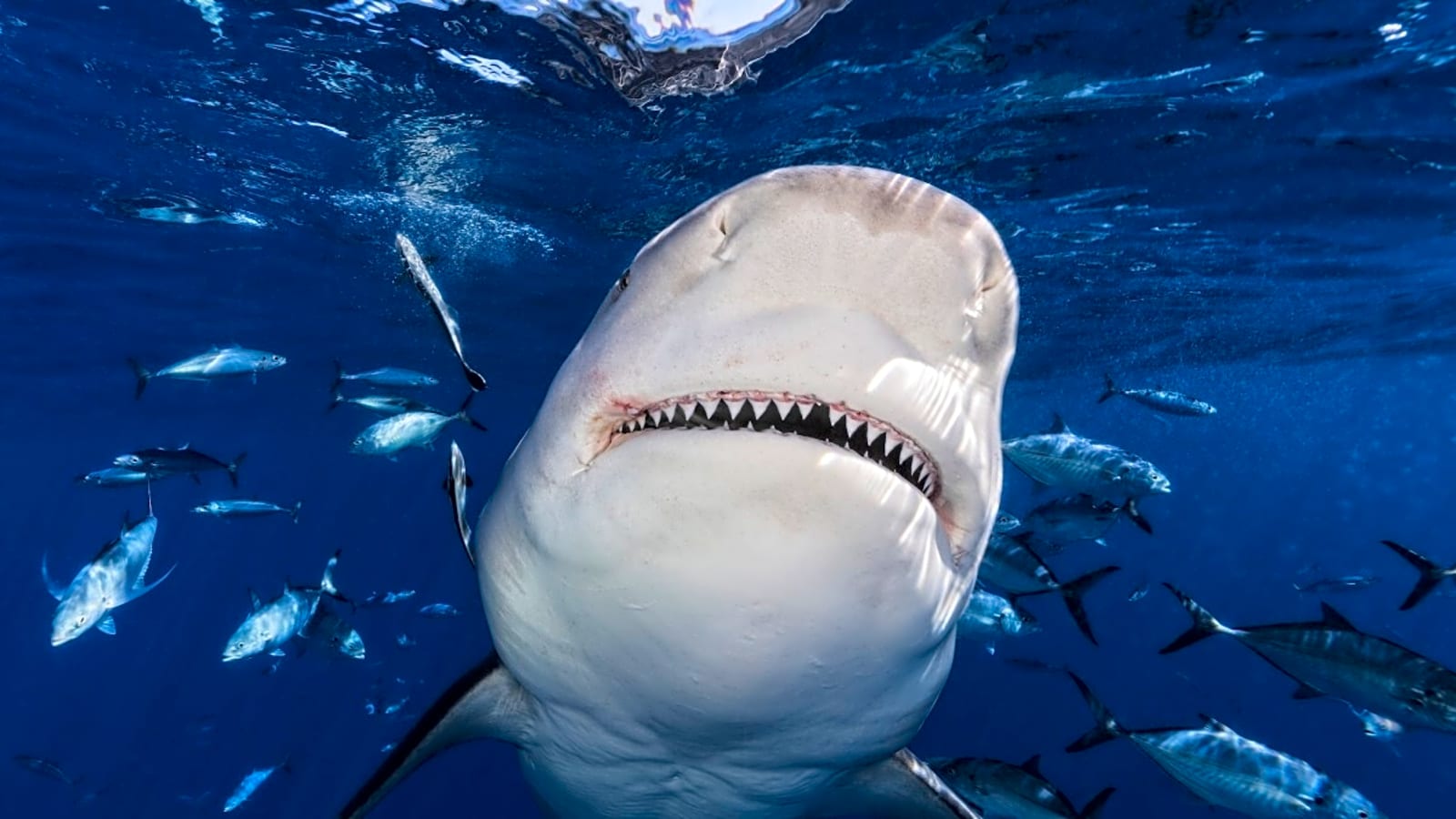 Shark Attacks Tourists in Australia, Woman Killed (Video)