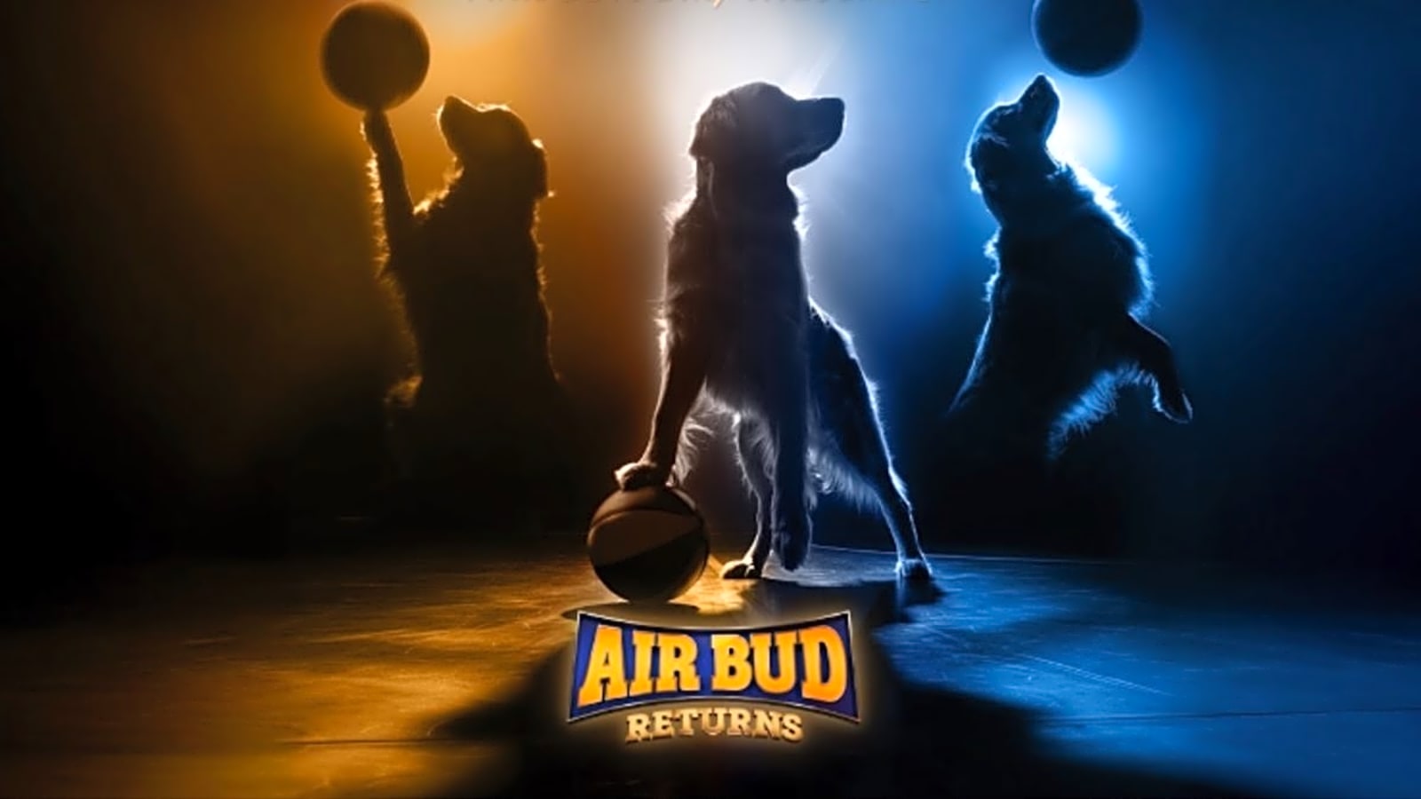 If You Own a Golden Retriever, They Could Be the Next AIR BUD