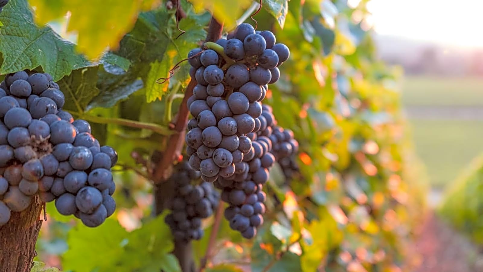 The $24,000 Pinot Noir at the Center of Virginia’s Wild Wine Heist