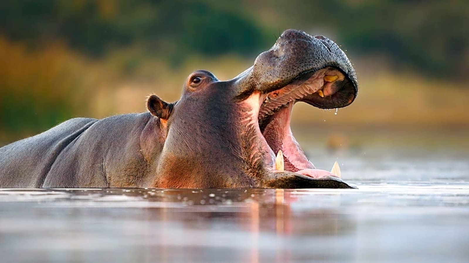 Colombia May Kill Dozens of Pablo Escobar’s ‘Cocaine Hippos’—Here’s Why