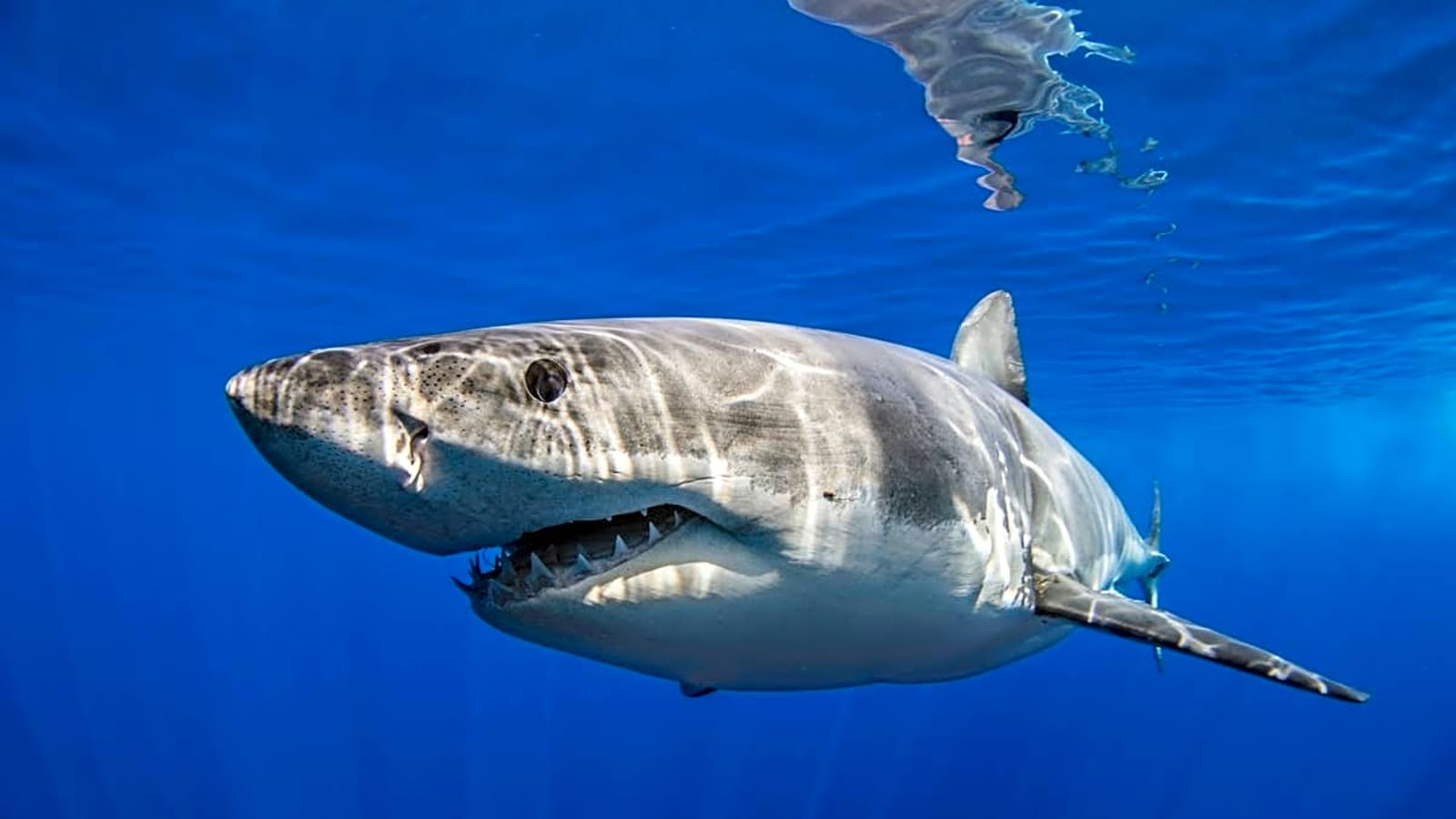 Another ‘Aggressive’ 10ft Great White Shark Triggers 48-Hour Huntington Beach Closure