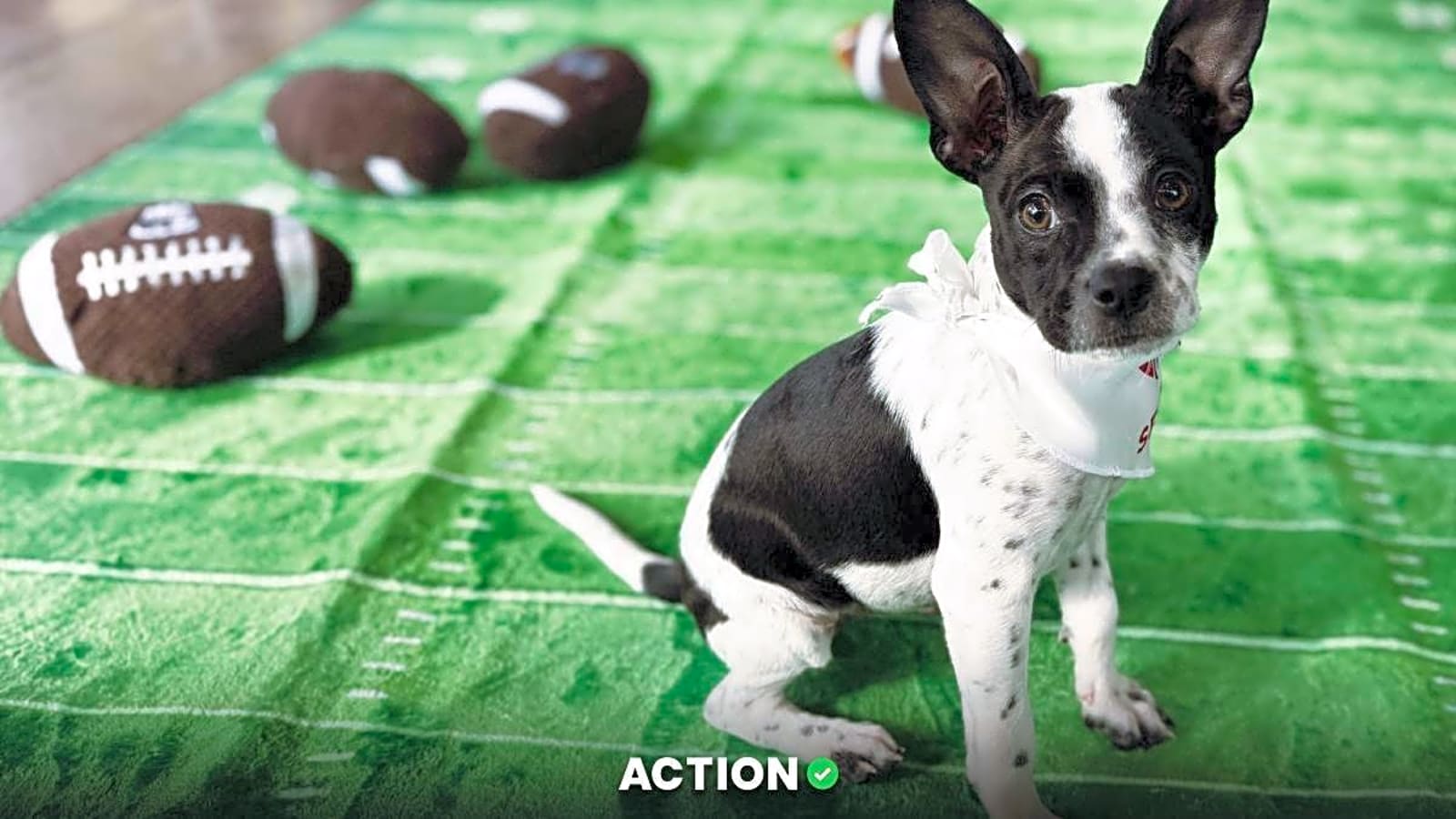 Prepare for the Puppy Bowl With These Sweepstakes Casino Games