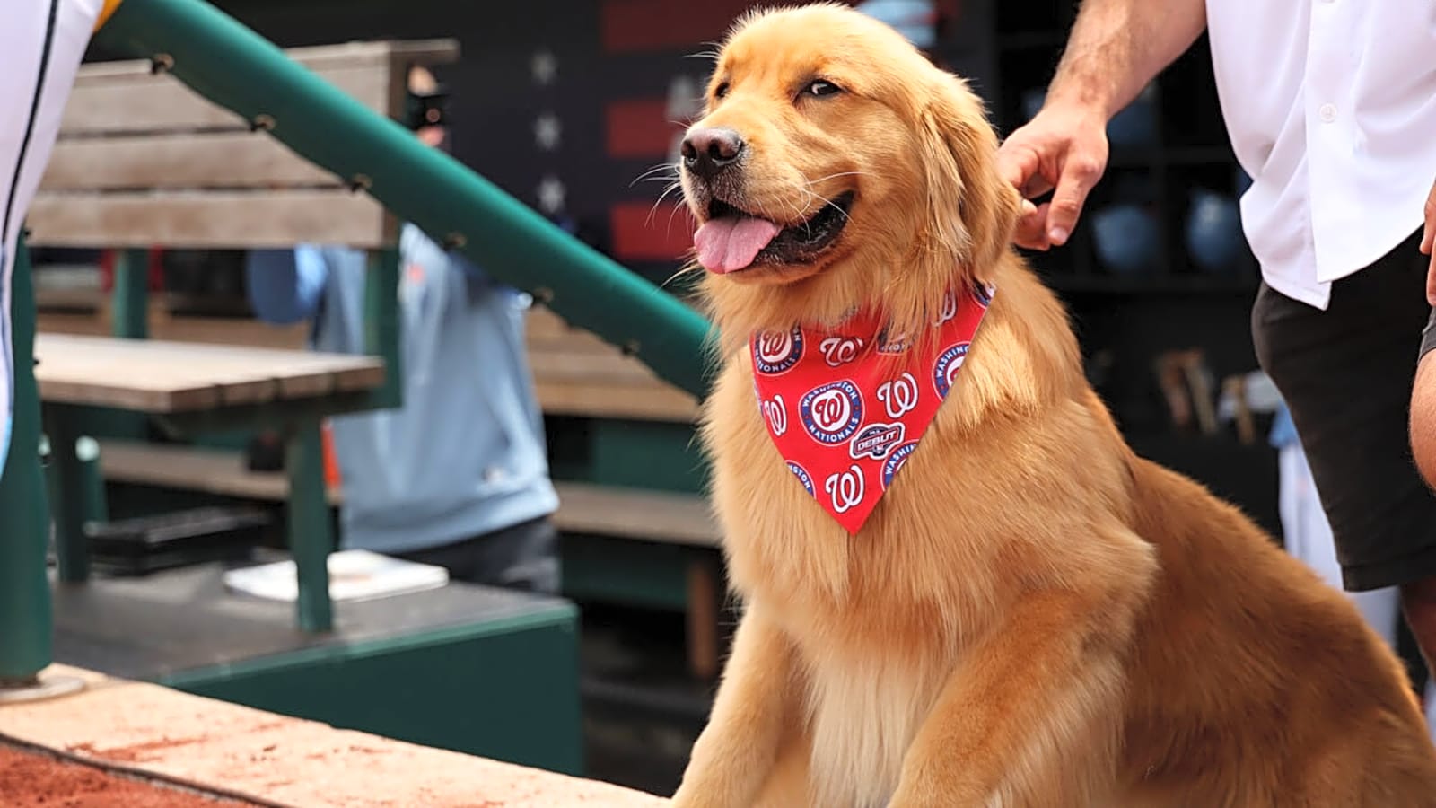 Bruce the Bat Dog assists Nationals vs. Marlins