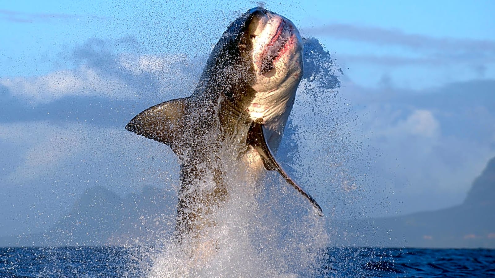 Huge Great White Sharks Seen Fully Breaching In Southern California (Video)
