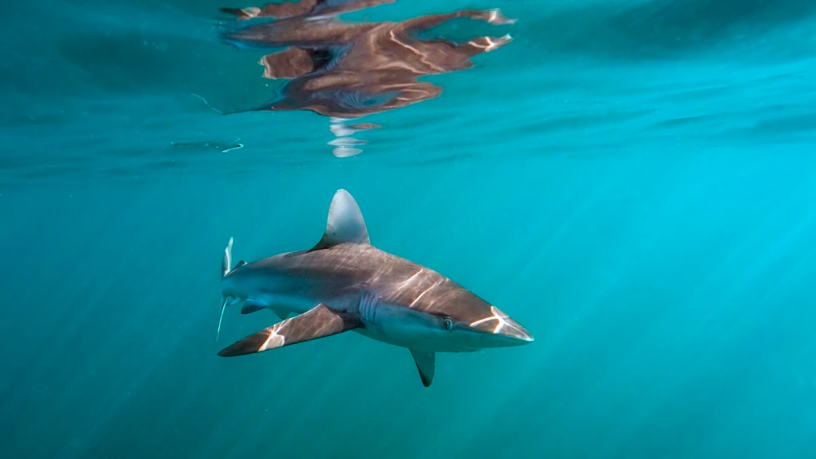 Surfer Attacked TWICE by Shark, Drives Himself to Hospital