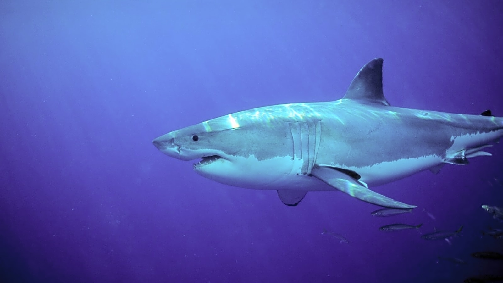 Why Are Sharks Attacking Like Crazy in South Australia?