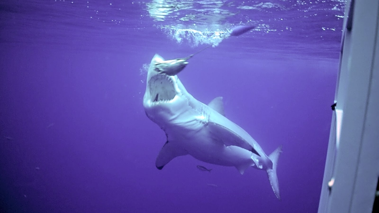 Possible Shark Attack, Woman Missing in Northern California