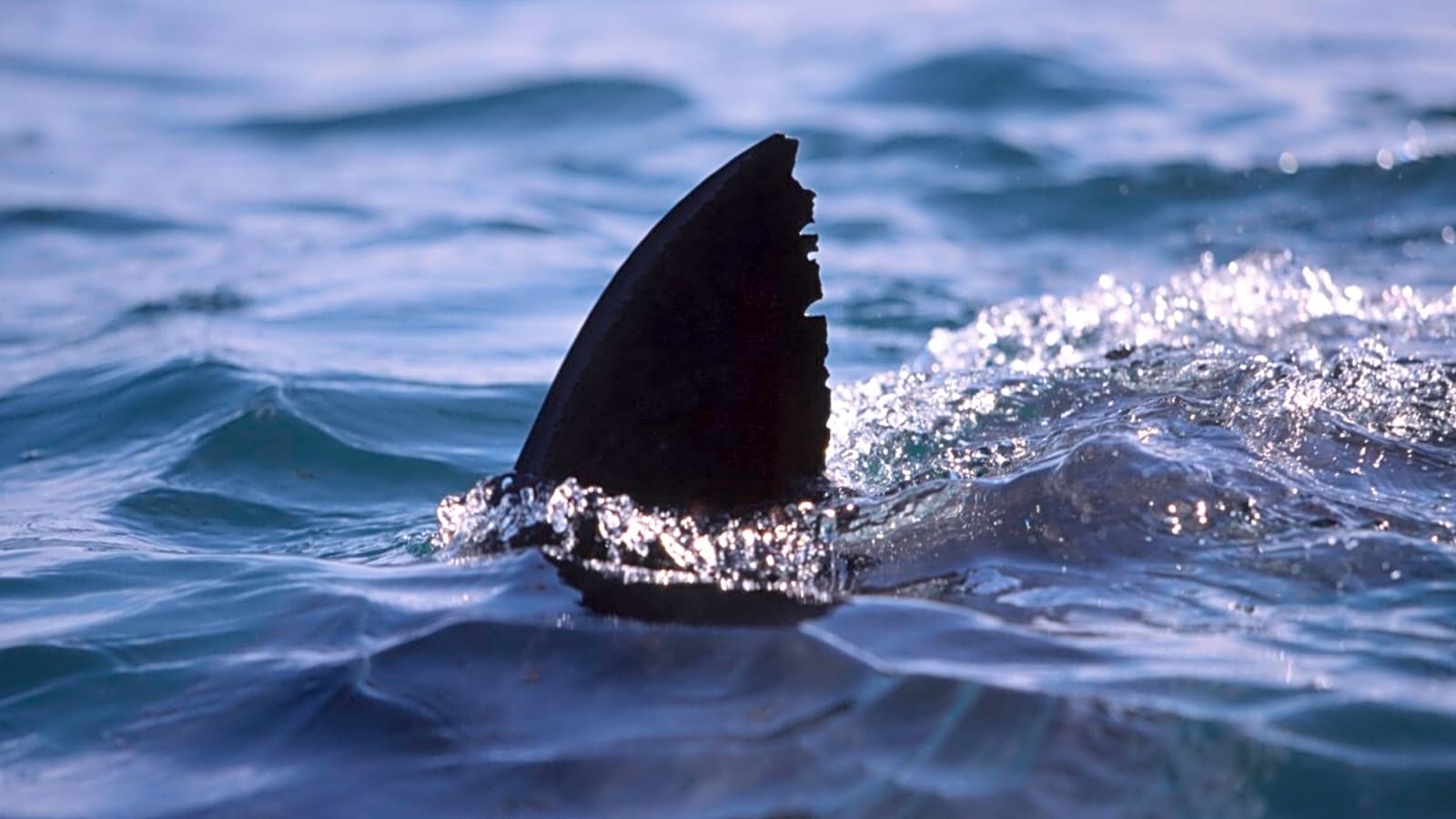 Coroner Confirms Shark Attack Killed Swimmer Erica Fox