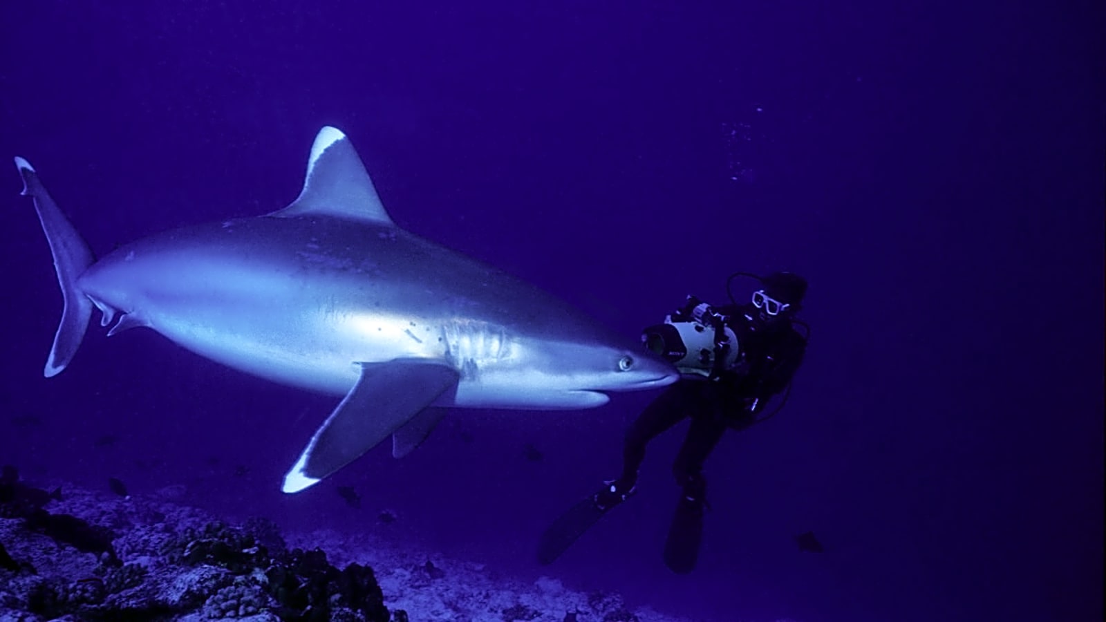 The 7 Best Shark Documentaries Every Surfer Should See
