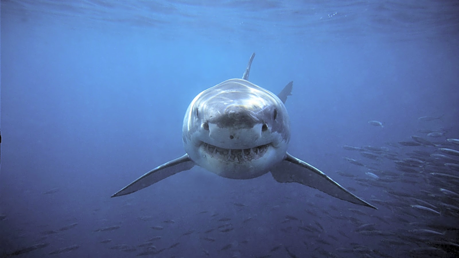 Another Shark Attack in South Australia After 4 Fatalities
