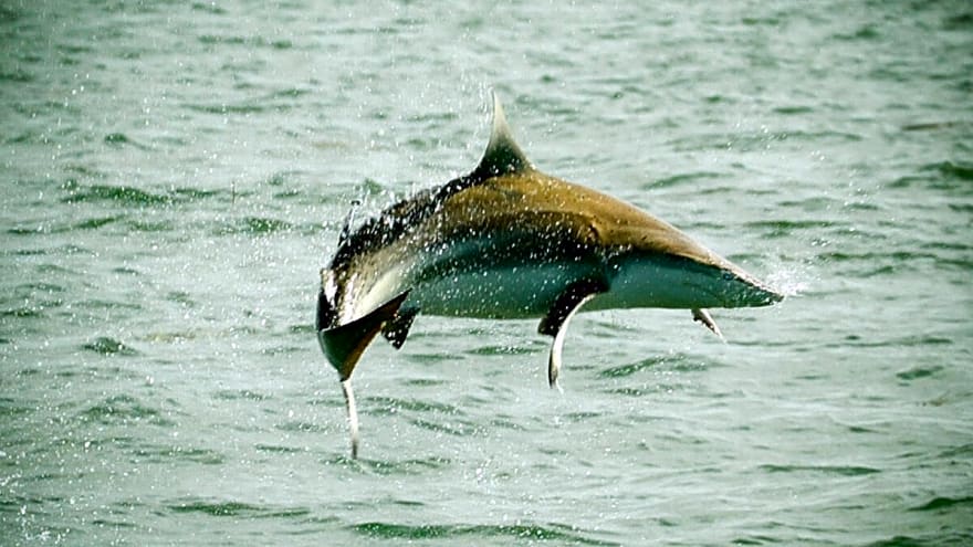 Flying Shark Headbutts Florida Man While Surfing (Video)