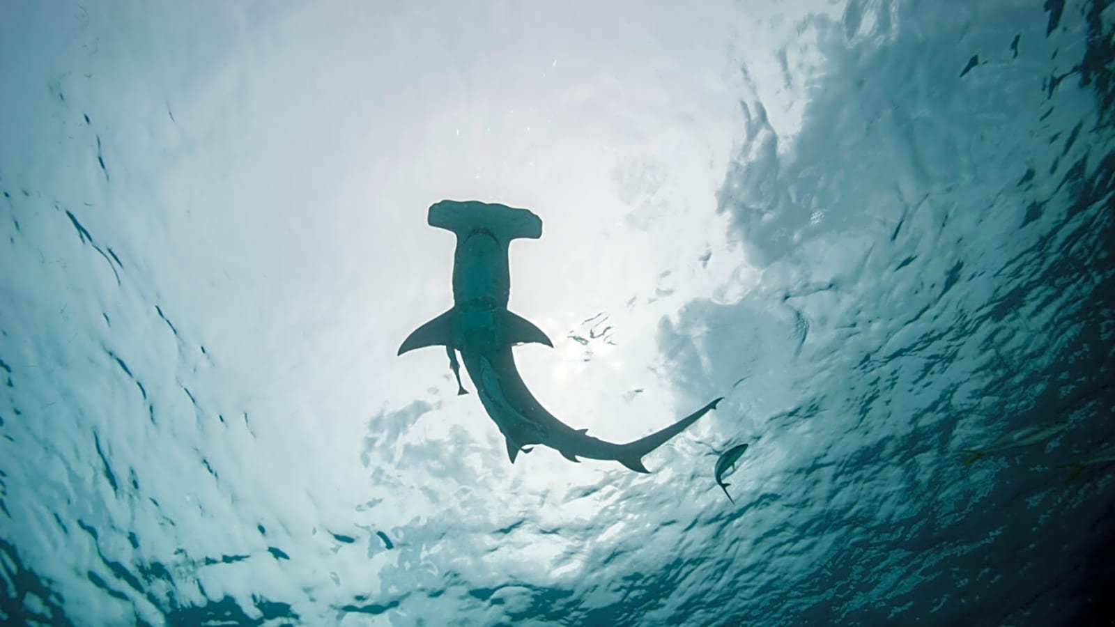 A Hammerhead Shark Literally Dropped From the Sky