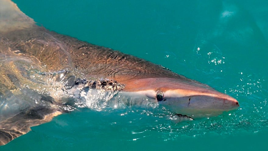 Aussie Surfer Punches His Way Out of a Shark Attack (Video)