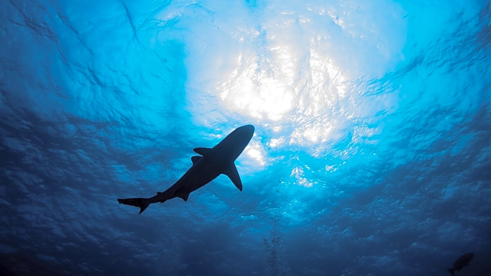 Surfer Attacked by Shark on Kauai, Beaches Closed