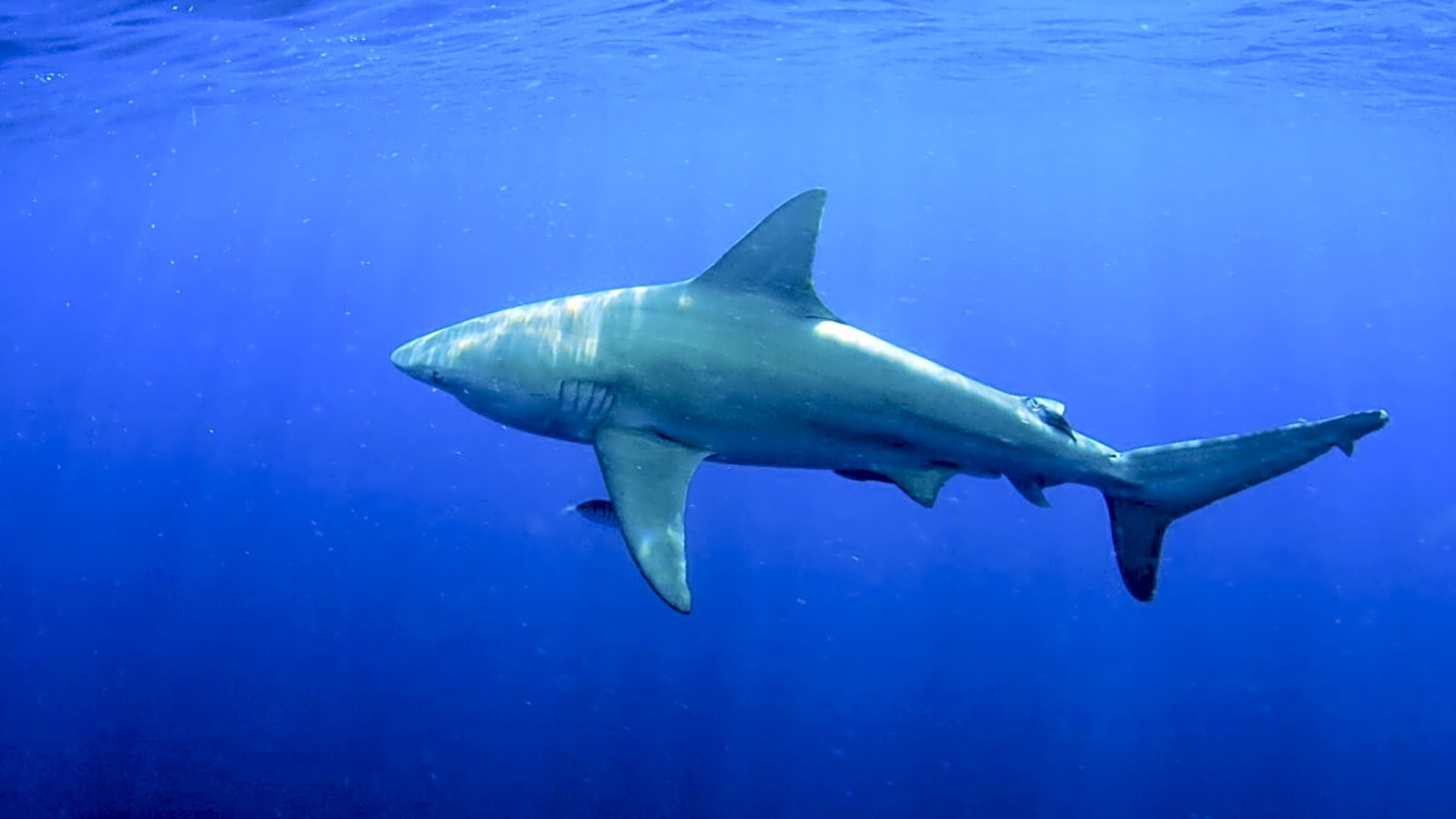 ‘Large Shark’ Mauls 12-Year-Old in Life-Threatening Sydney, Australia Attack