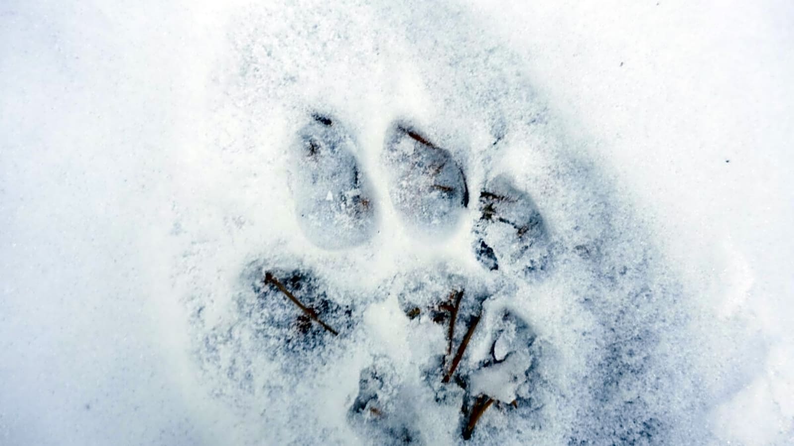 On (Inadvertently) Chasing Mountain Lions