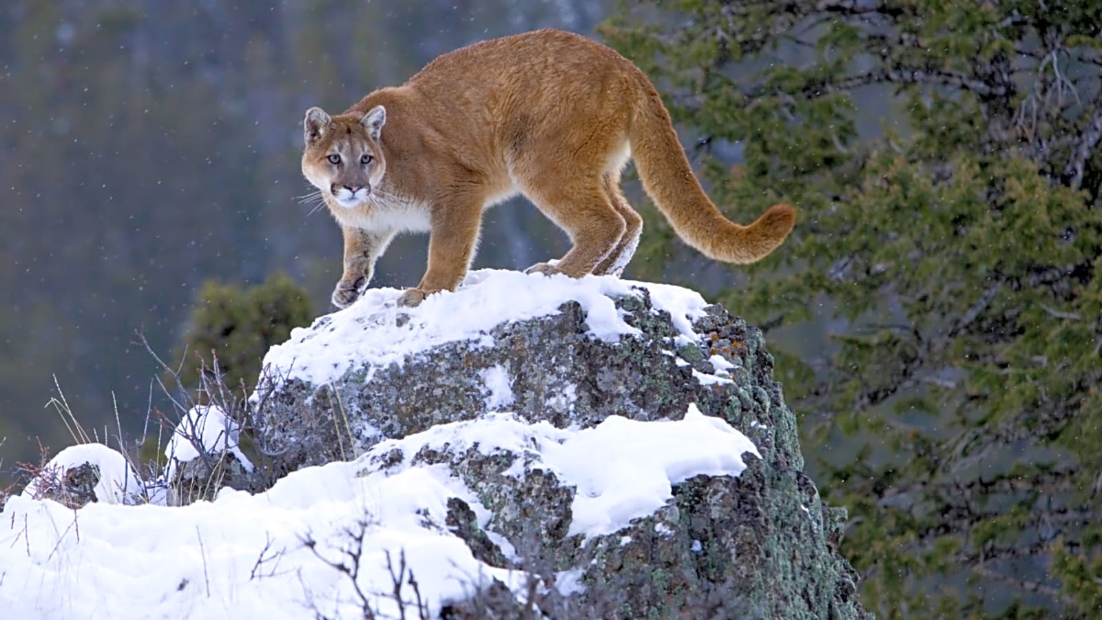 Cougars Shut Down Whistler Blackcomb Bike Trails