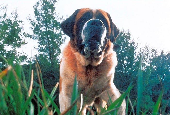 “Cujo” (1983)