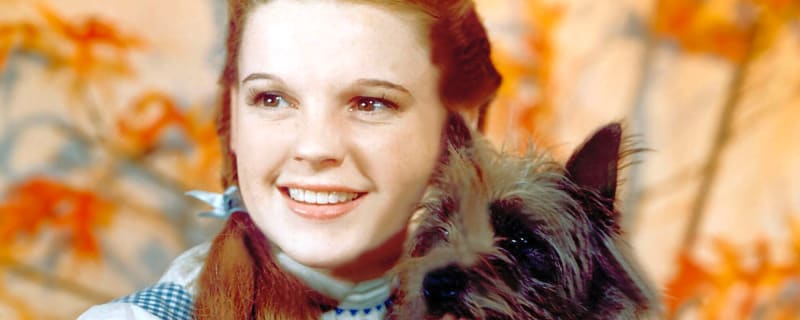 The 20 most beloved movie dogs