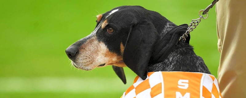 Report: Beloved College Football Mascot Diagnosed With Cancer