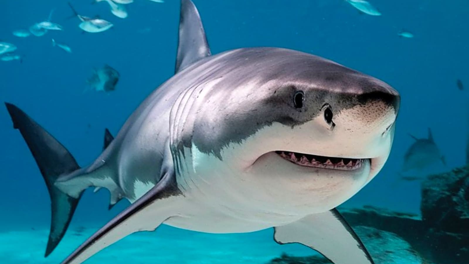 Netflix is trying to kill Shark Week and SharkFest