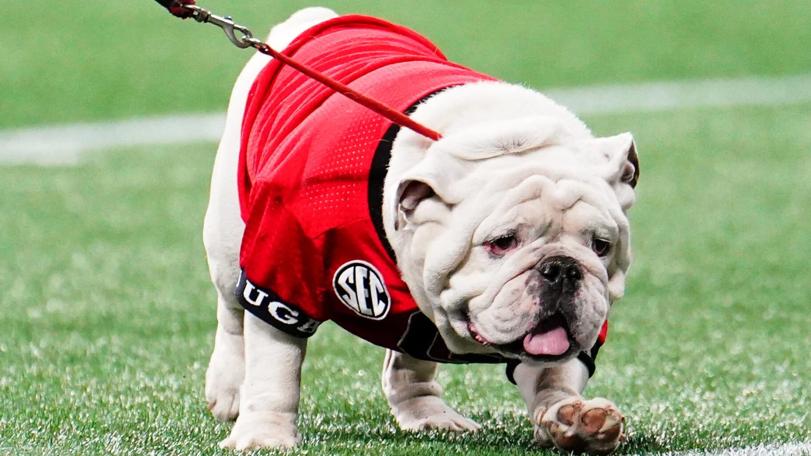 mascot Uga not making trip to championship game Yardbarker