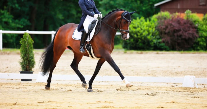 Dressage