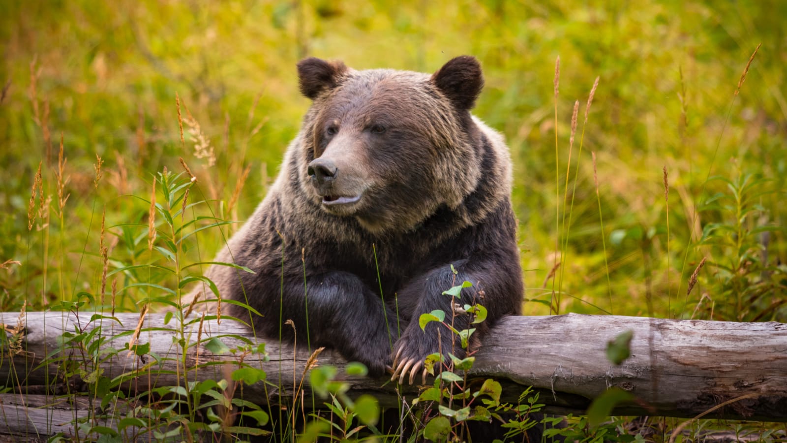 21 amazing places to view wildlife
