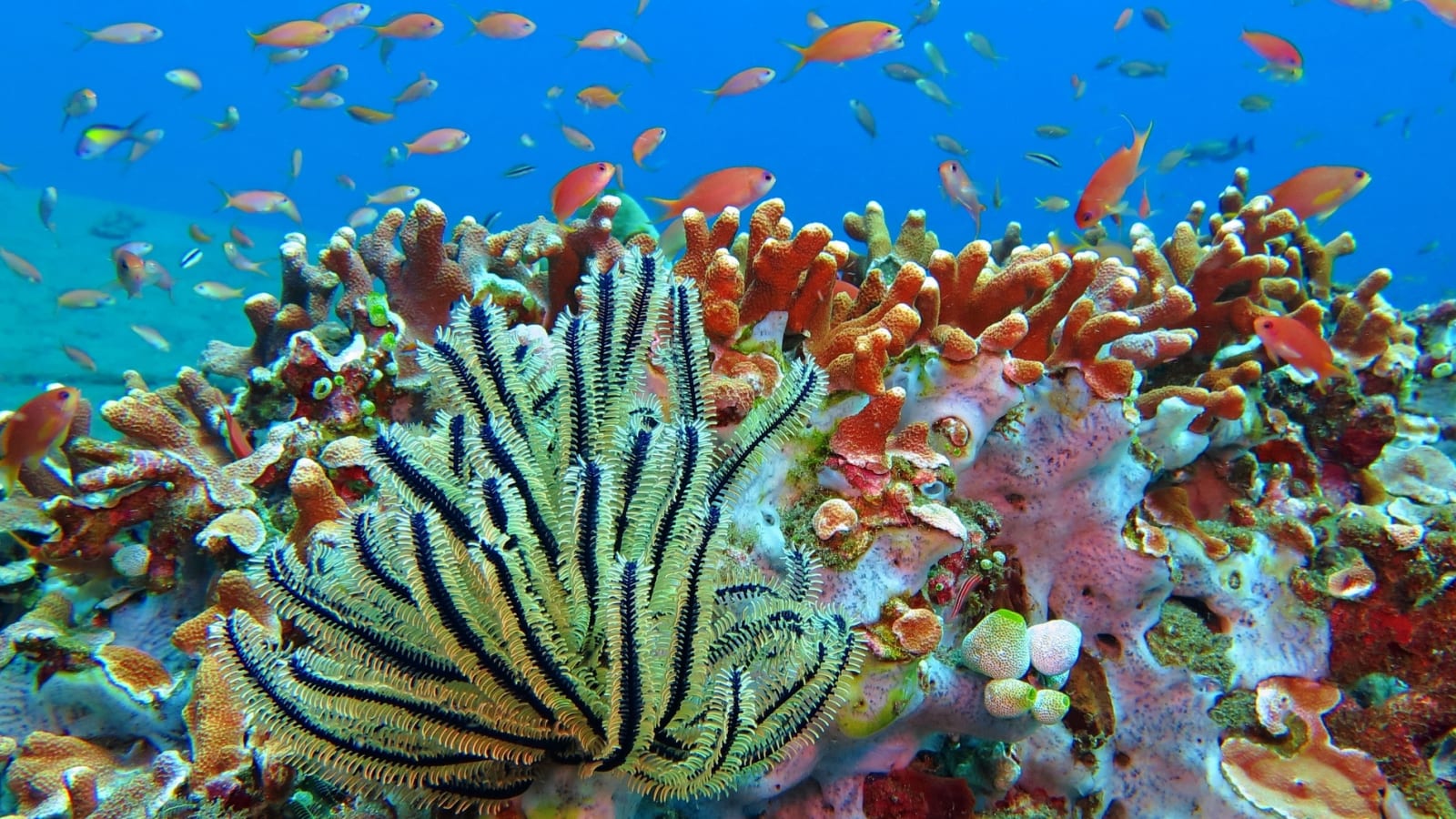 20 iconic scuba and snorkeling destinations worldwide