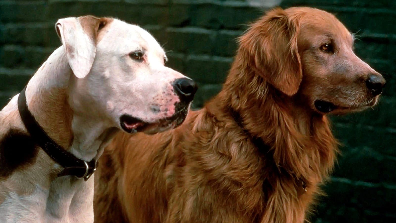 For National Dog Day: Our 20 favorite films about dogs