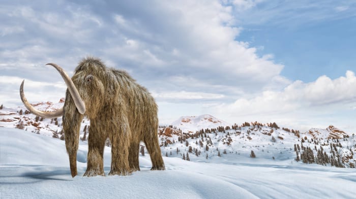 Mammoth (Russian)