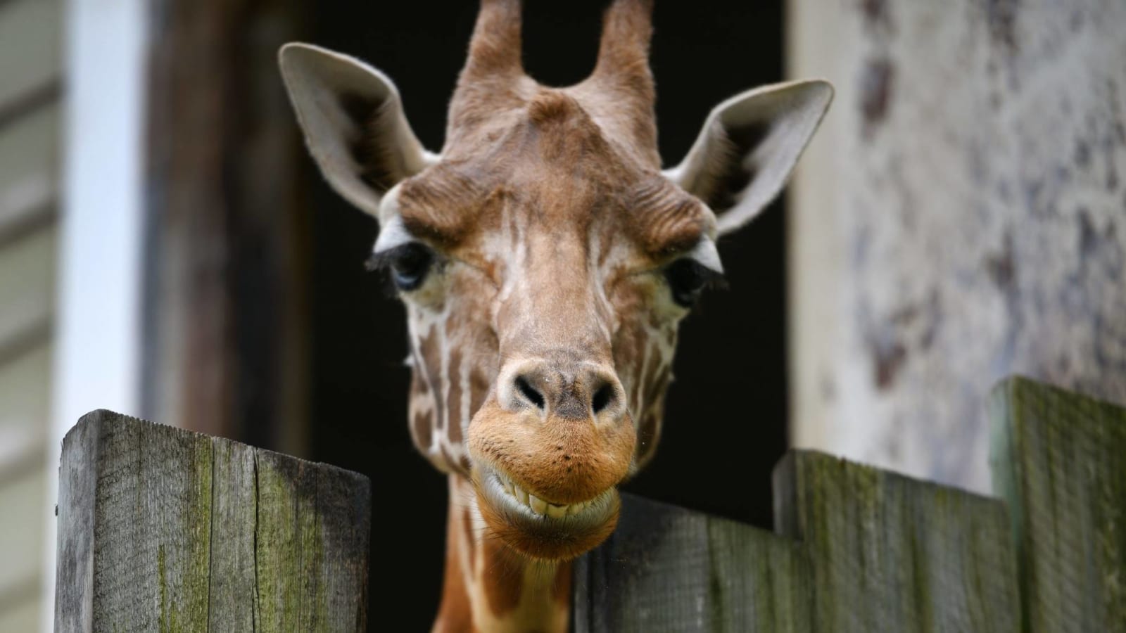 Giraffe named after Joe Burrow dies following illness