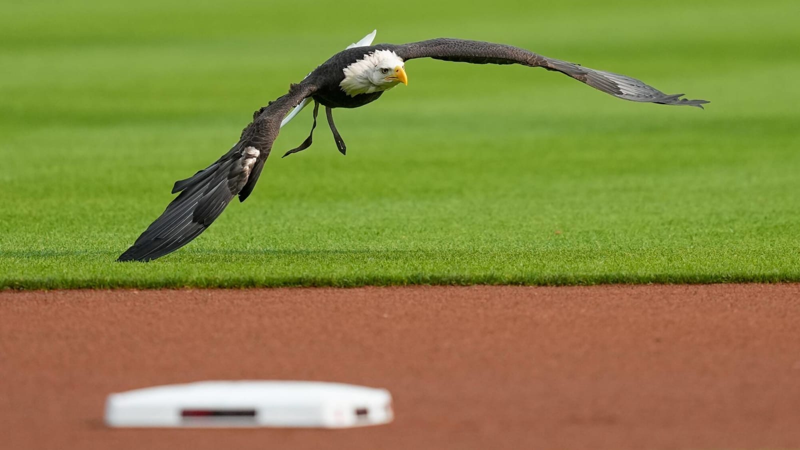 MLB's bird-killing epidemic knows no bounds