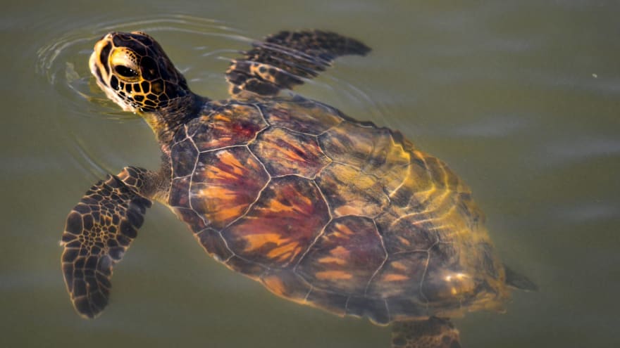 Watch: Minor league game interrupted by turtle delay