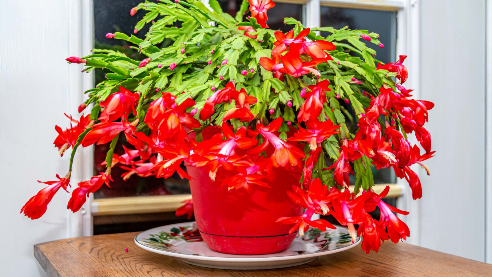 The 20 best houseplants for beginners