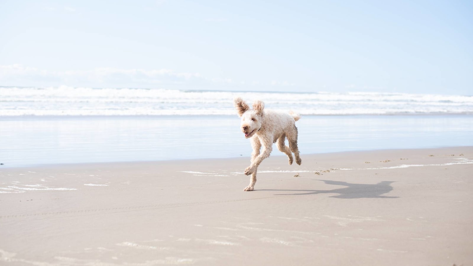 21 great dog-friendly US vacation destinations