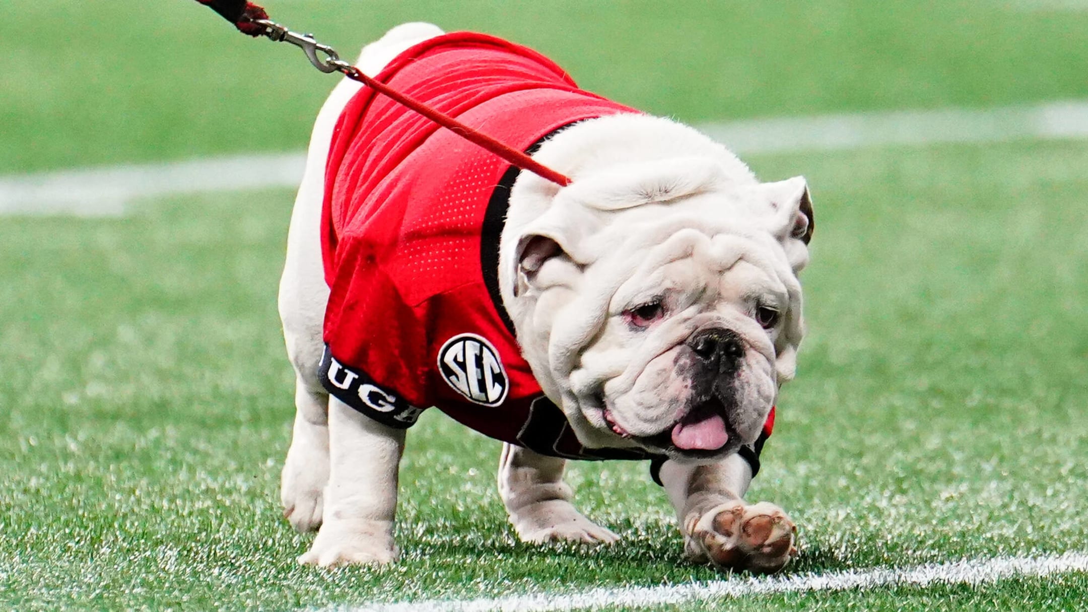 PETA wants Georgia to stop using live animal mascots | Yardbarker PETA wants Georgia to stop using live animal mascots | Yardbarker