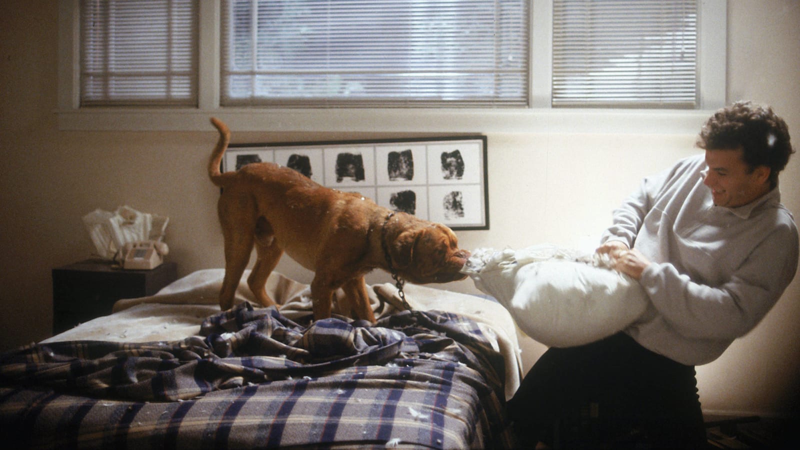 Our 20 favorite films about dogs
