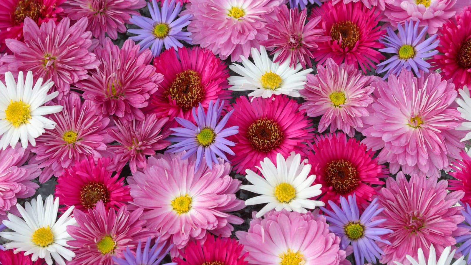 20 gorgeous and unique flowers to request for your next bouquet