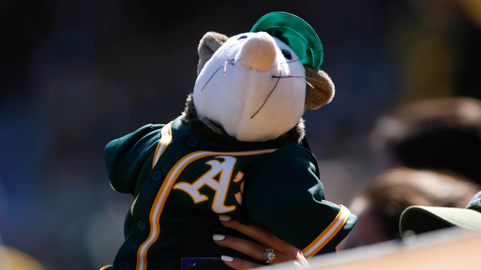 Possum wreaking havoc in visiting broadcast booth at A's stadium