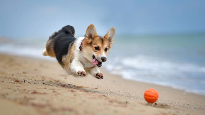 Pembroke Welsh corgi
