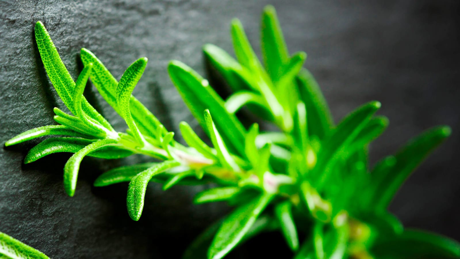20 herbs & veggies that you can grow inside